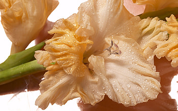 Gladiolus, Drops, Flower, Macro, Bud HD wallpaper