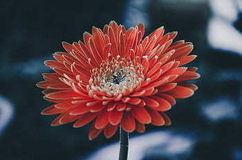 Bloom, flower, close up, portrait HD wallpaper