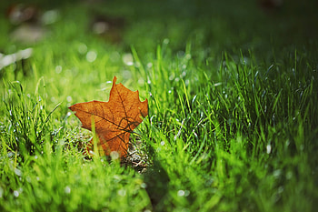Nature, Grass, Autumn, Blur, Smooth, Sheet, Leaf, Maple HD wallpaper