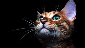 Cat Deep Sea Green Eyes, cat, animals HD wallpaper