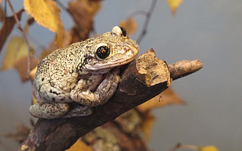 Animals, Autumn, Branch, Reptile, Toad HD wallpaper