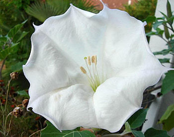 Datura, white, leaves, large, flower HD wallpaper