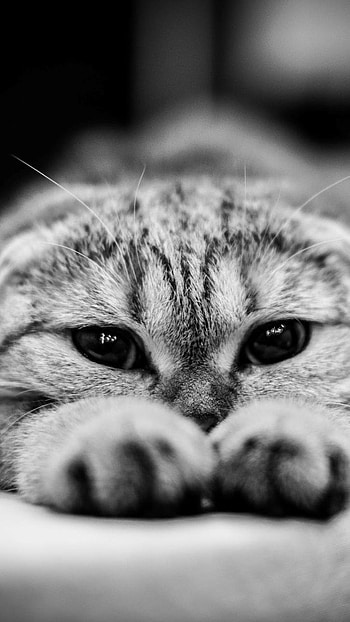 Cute Cat, Innocents Look, innocents, look, black and white HD phone wallpaper