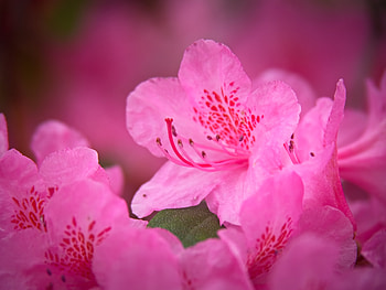 Flowers, Pink, Flower, Macro, Petals HD wallpaper