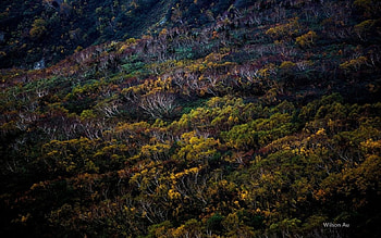 Japan IV., Japan, scene, wood, abstract, graphy, landscape, , forest HD wallpaper