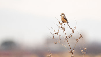 Light Brown Grey Black Shrike Bird Is Standing On Plant Branch In Blur Background Birds HD wallpaper