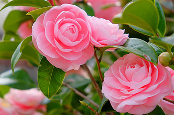 Camellias, Flowers, Leaves, Pink, Garden HD wallpaper