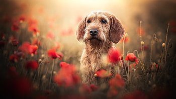 Dog in poppy flower field, animal, Dog, nature, flower HD wallpaper