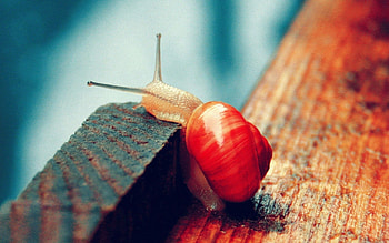 Macro, Wood, Wooden, Snail, Floor HD wallpaper