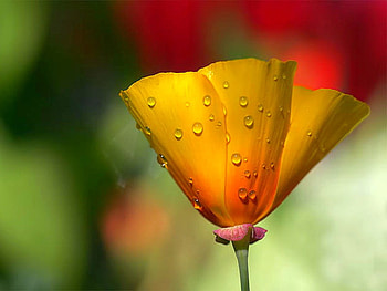 Yellow Flower, beautiful, , yellow, flower HD wallpaper