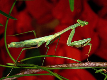 Grass, Background, Flower, Macro, Bright, Mantis HD wallpaper