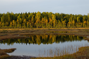 Nature, Trees, Grass, Lake, Reflection, Forest HD wallpaper