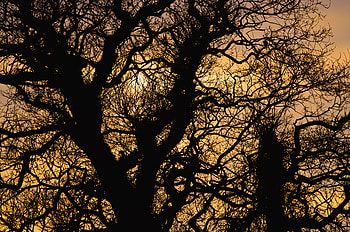 Sunset, Sun, Dark, Silhouette, Branches HD wallpaper