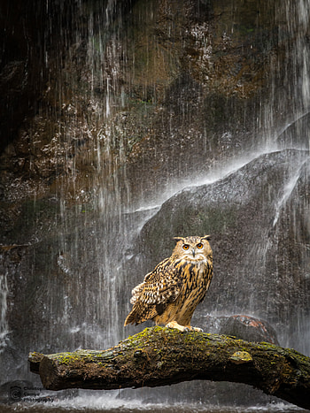 Animals, Owl, Feather, Beak, Waterfall HD phone wallpaper