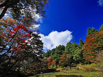 Nature, Trees, Autumn HD wallpaper