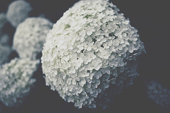 Flowers, Plant, Bloom, Flowering, Inflorescence HD wallpaper
