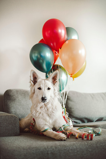 Animals, Balloons, Dog, Nice, Sweetheart HD phone wallpaper