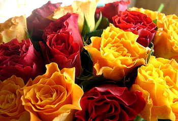 Flowers, Roses, Multicolored, Buds, Terry HD wallpaper
