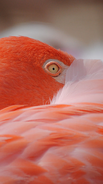 Mesmerizing flamingo, Pexels , Tropical wildlife, Nature's flamboyance HD phone wallpaper
