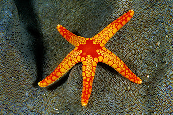 Tropical sea star, Exotic underwater life, Vibrant marine colors, Beach vacation vibes HD wallpaper