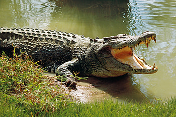 Crocodile, Reptile species, Aquatic predator, Powerful jaws HD wallpaper