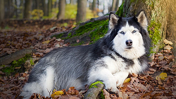 Animals, Autumn, To Lie Down, Lie, Dog, Spotty, Spotted, Foliage HD wallpaper