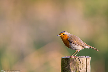 Robin bird gallery, Feathery portraits, Avian artistry, Nature's beauty HD wallpaper