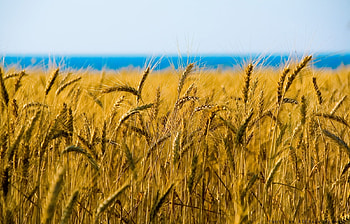 Landscape, Fields, Wheat HD wallpaper