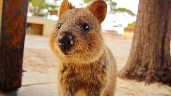 Quokka selfie trend, Happiest creature, Selfie craze, Social media sensation HD wallpaper