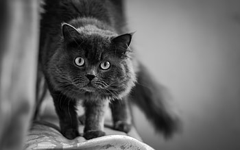 Animals, Cat, Fluffy, Muzzle, Sight, Opinion, Bw, Chb HD wallpaper