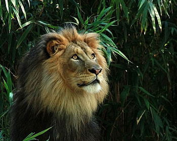 King of the Jungle, africa, cat, lion, king HD wallpaper