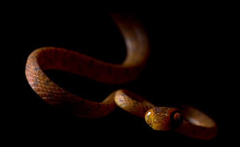 Schlange bilder, Snake , Reptile backgrounds, Serpent HD wallpaper