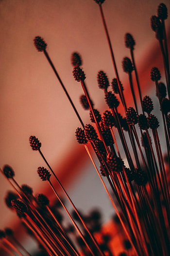 Miscellanea, Miscellaneous, Backlight, Illumination, Ears, Spikes, Dried Flowers, Dryflower HD phone wallpaper