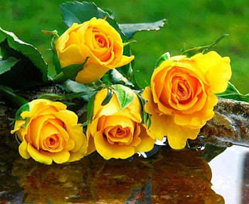 Yellow Beauties, bouquet, roses, yellow, nature, flowers HD wallpaper