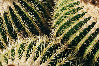 Plant, Macro, Cactus, Thorns, Prickles, Succulent HD wallpaper