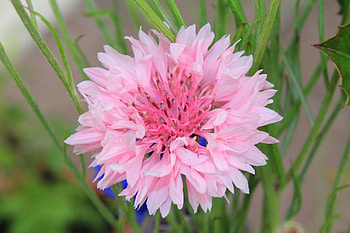 Plants, Flowers HD wallpaper