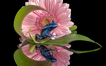Frog, blue, pink, black, flower, green HD wallpaper