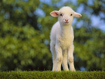 Animals, Grass HD wallpaper
