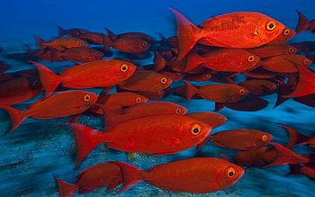 Animals, Fishes, Underwater World, To Swim, Swim, Multitude, Lots Of HD wallpaper
