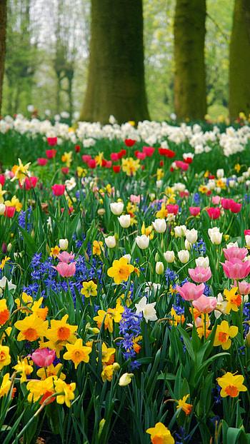 Springs Flowers, Garden HD phone wallpaper