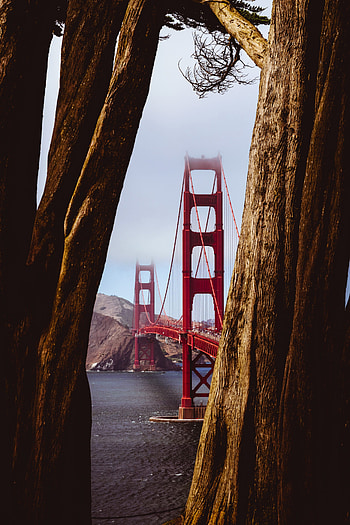 Nature, Water, Trees, Shore, Bank, Bridge HD phone wallpaper