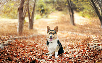 Cake day corgi, Eating dessert, Imgur album HD wallpaper