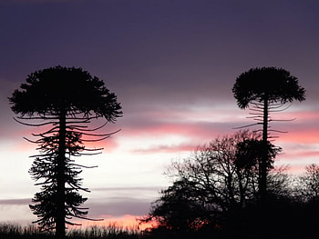 araucaria o pehuen , landscape, nature HD wallpaper