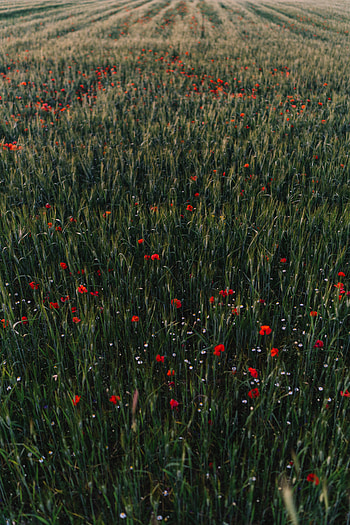 Nature, Flowers, Grass, Poppies, Field HD phone wallpaper