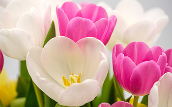 tulips, , pink tulips, white tulips, tulip buds, tulips background, spring flowers background HD wallpaper