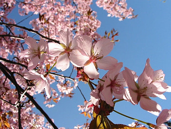 Spring Blossoms, pink blossoms, flowers, tree HD wallpaper