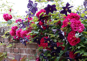 Flowers, Roses, Wall, Fence, Clematis, Brick HD wallpaper