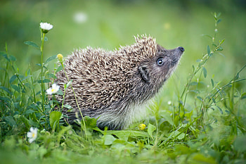 Hedgehog, green, animal, summer, arici, vara HD wallpaper