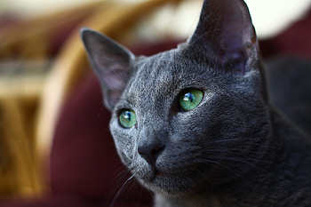 Animals, Cat, Muzzle, Grey HD wallpaper