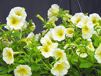 Spring Petunia